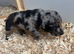 Labrador puppies