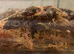 3x house geckos including setup