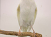 This year white canary male very tall bird