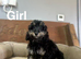 Daxiepoo black and black tan girls and boys ready now