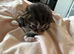 2 beautiful kittens ready September