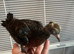 2 hand reared Archangel pigeons