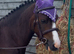 !12hh absolute show quality!