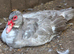 Muscovy ducks