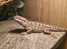 Male Rankins Dragon + set up
