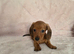 Miniature Dacshund Pups