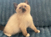 Two Ragdoll/Mainecoon Kittens Ready