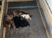 Beautiful Cockapoo Puppies