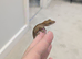 Lily white Phantom Crested Geckos
