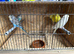 Very young budgies available