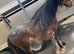 Heavy cob colt just started in the cart
