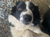 Collie/Husky
