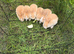Cute and friendly bunnies