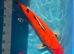 Japanese Koi