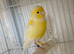 Proven pair of yellow Diamorpic canary&rsquo;s