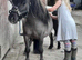 Licenced SA clear proven minature shetland stallion
