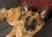 Georgie the Shepherd