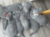 British shorthair kittens