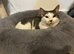 1 year old cat