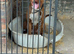 cane corso cross female for sale
