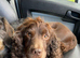 ** working Cocker spaniel Puppies **