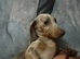 2 dachshunds