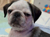 Panda Pug