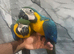 Stunning Baby HandReared Friendly Super Tame Cuddly Blue & Gold Macaw Parrot,25