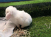 Mini lop mixed sex’s