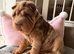 Stunning Shar Pei