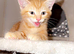 9 week old kitten