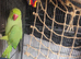 Indian Ringneck parrot