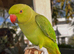 Baby green Ringneck talking parrot