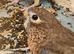 Lovely hen bourke