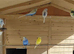 Budgies