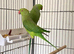 Stunning young Indian Ringnack parrot