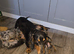 Beautiful dachshund puppies