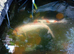 Koi carp x2