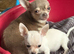 Chihuahua girl puppy for sale