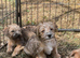 Norfolk x Jack Russell pups