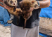 Ferrets for sale