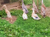 Indian Runner, Swedish & Crested Bantam females