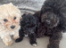 Quality stunning teddy faced Asian Maltipoo