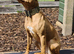 Red bull terrier