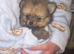 3 beautiful Pomeranian pups