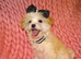 *XXS Gorgeous F1 Maltese X Tiny Toy Poodle F1 Apricot Maltipoo Puppy 5 Months Old*