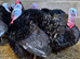 Bronze turkey stags. Broad/ double breasted. 2025 hatched
