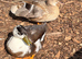 Call ducklings