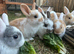 Baby rabbits looking for forever home