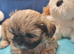 Kc reg Stunning small baby boys